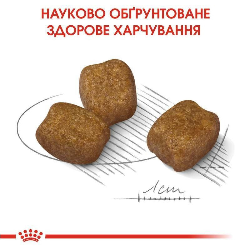 Royal Canin Mini Dental Care Сухий корм для собак