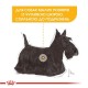 Royal Canin Mini Dermacomfort Сухой корм для собак