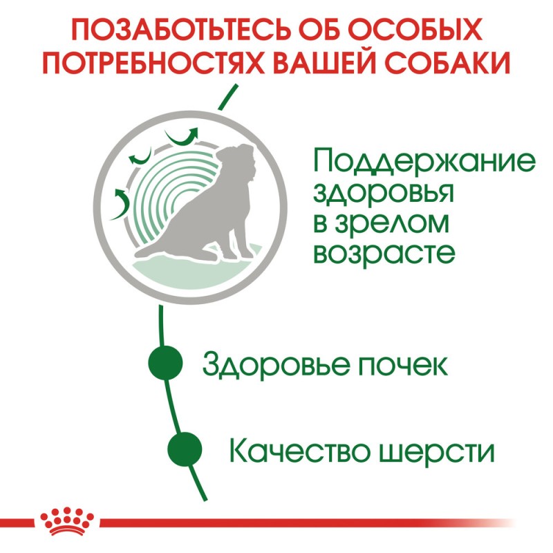 Royal Canin Mini Ageing 12+ Консерви для собак