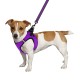 Bronzedog Mesh Vest Шлей для собак 3D сітка фіолетова