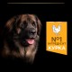 Pro Plan Adult Large Robust Everyday Nutrition Chicken Сухой корм для взрослых собак крупных пород с курицей